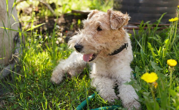 dog fox terrier breed