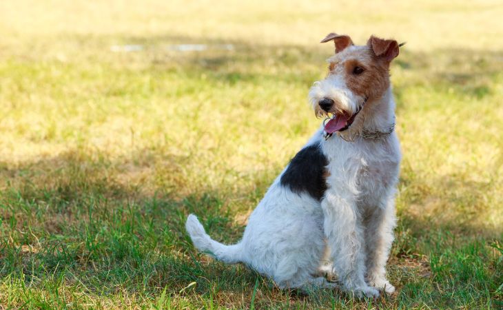 fox terrier dog breed