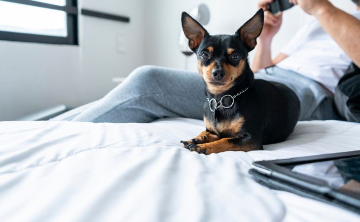 miniature pinscher breed lie down bed