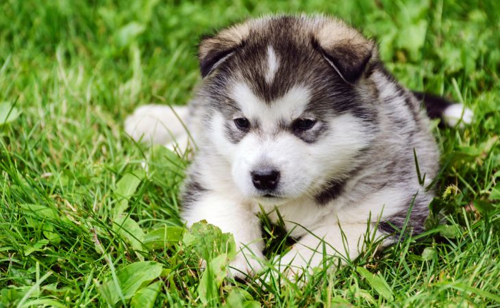 puppy breed dog alaskan malamute