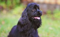 american cocker spaniel dog breed black