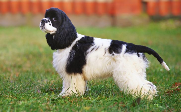 american cocker spaniel white black