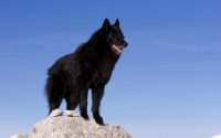 belgian shepherd dog breed