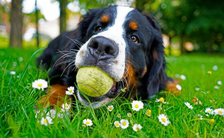 bernese mountain dog ball outisde