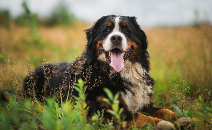 bernese mountain dog breed dog outside