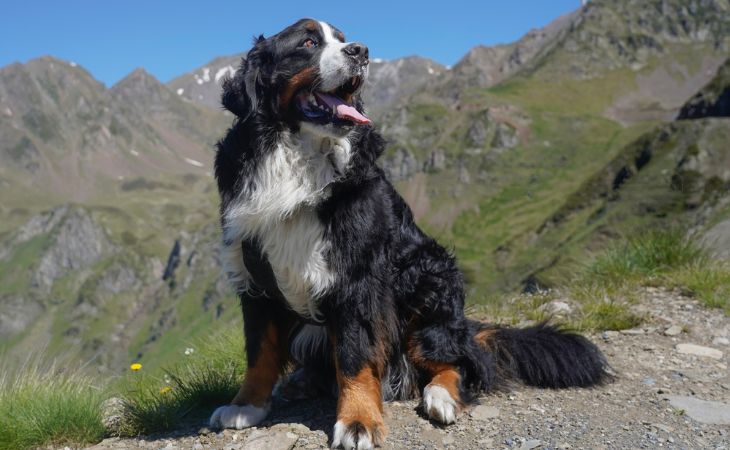 bernese mountain dog mountains