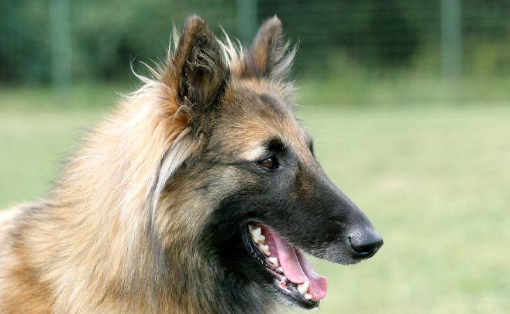 breed dog belgian shepherd