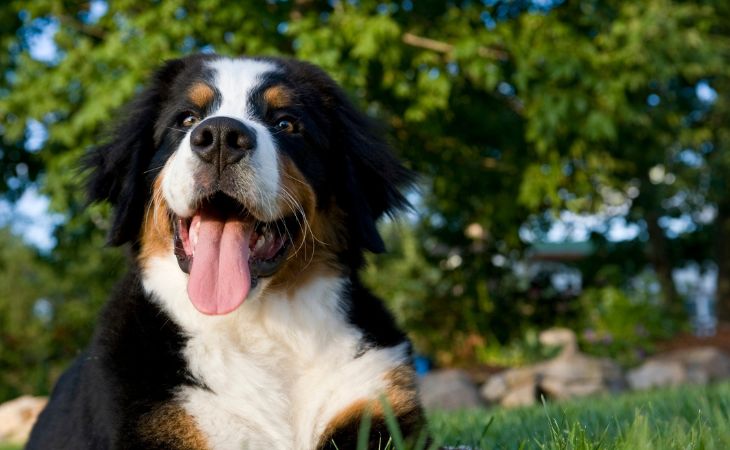 bree dog bernese mountain dog breed