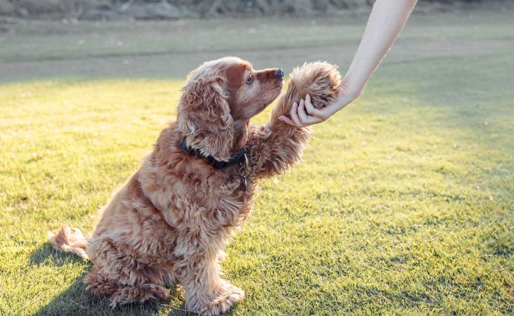 brown american cocker spaniel dog breed