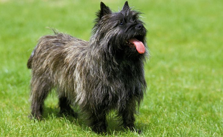 cairn terrier black outside