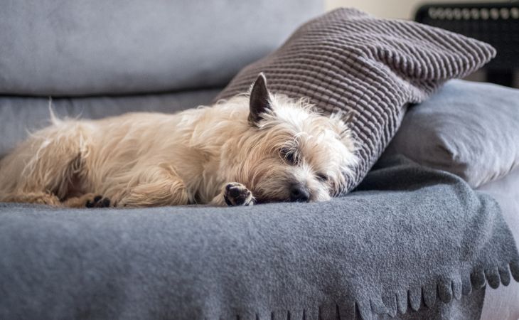 cairn terrier dog breed lie down