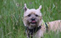 cairn terrier dog breed outside cover