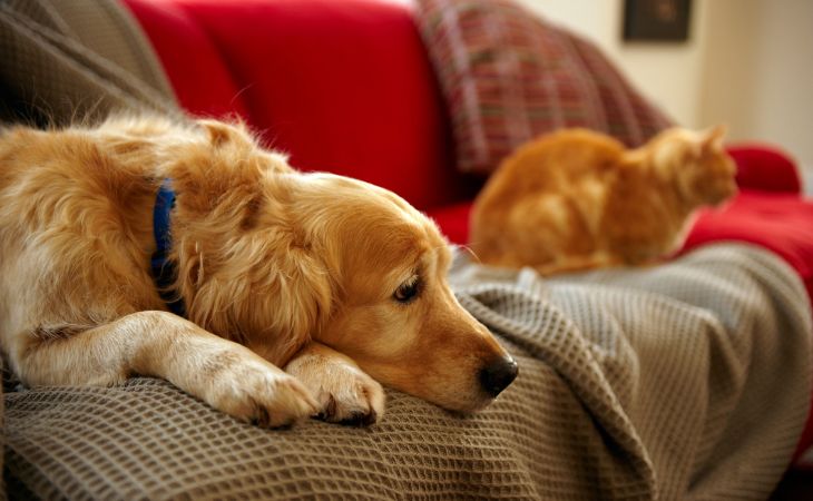 cat ignore dog couch