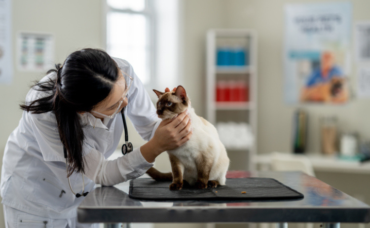 cat questions for my vet