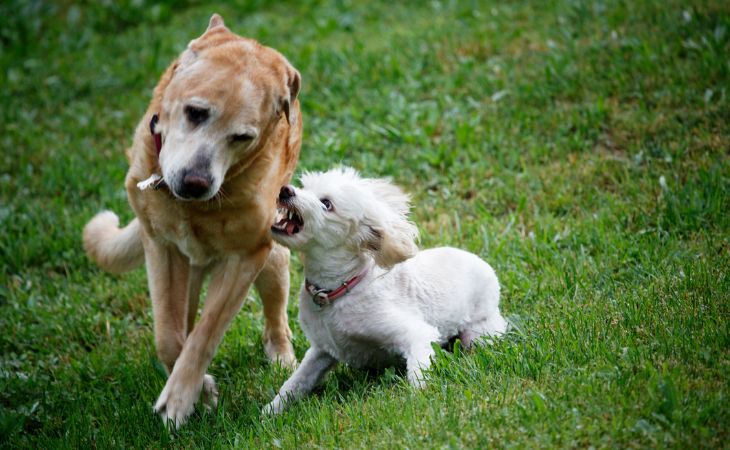 conflict male female dog fight