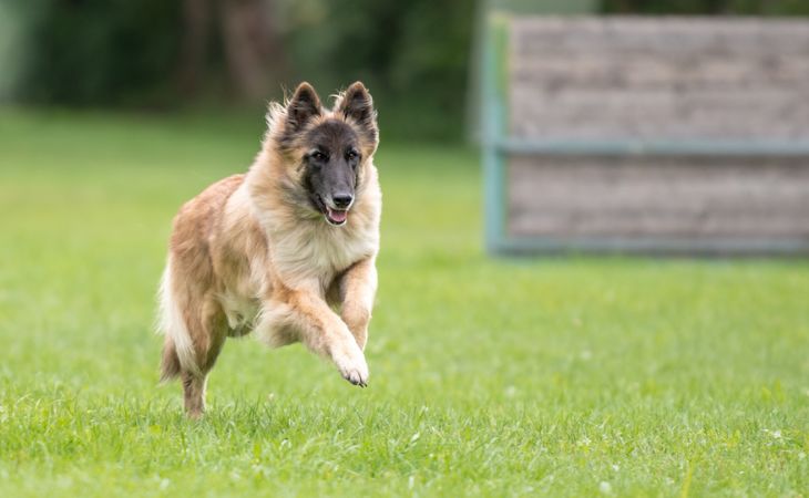 dog belgian shepherd breed