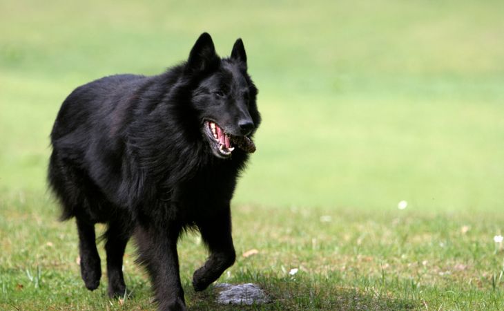 dog breed belgian shepherd black coat