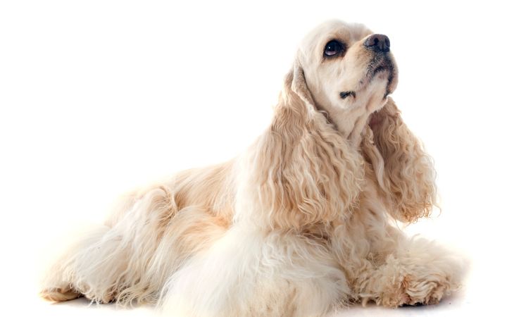 dog breed cream american cocker spaniel