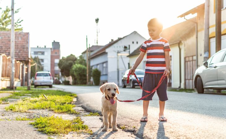 dog breed labrador retriever walk outing