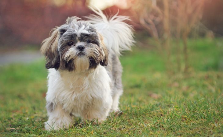 dog breed shih tzu outside