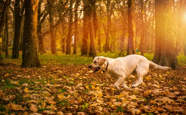 labrador retriever dog breed run