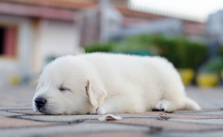 labrador retriever puppy sleep nap