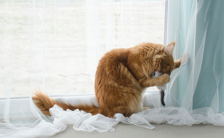 scratch claw curtain cat