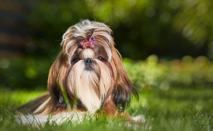 shih tzu dog breed bow