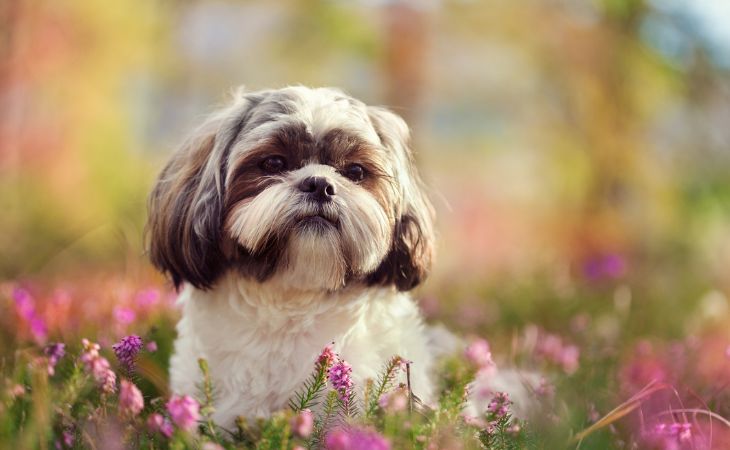 shih tzu dog breed flowers