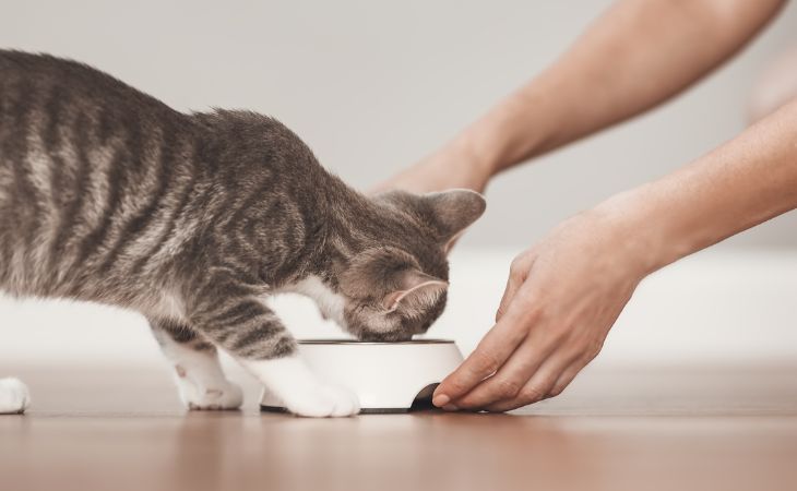 cat eat from food bowl