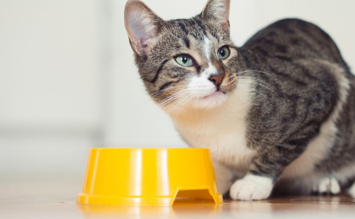 cat eat less food bowl