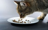 cat eat less food health