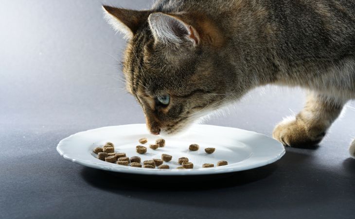 cat eat less food health