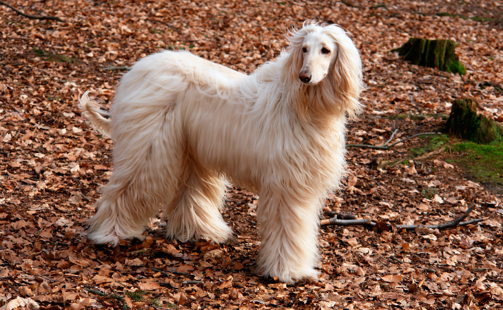 afghan hound dog breed characteristics