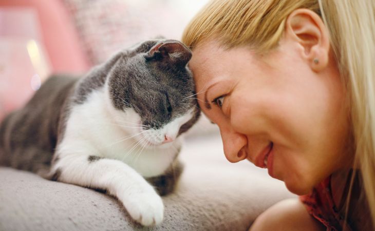 cat love owner touch head affection