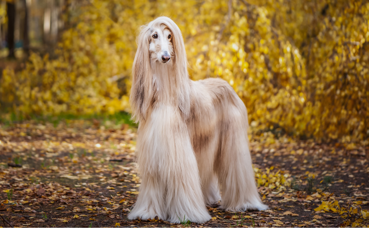 dog breed afghan hound