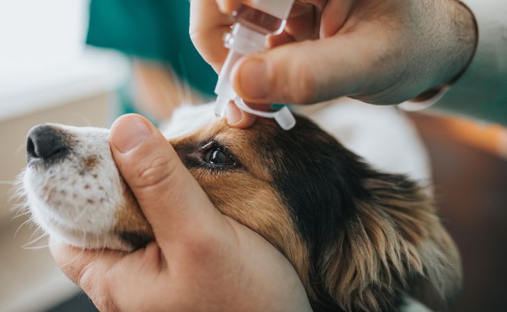 dog prevent fear of the vet eye drops