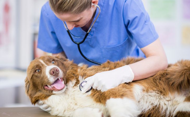 dog prevent fear of the vet