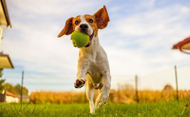 Boost immune system dog healthy