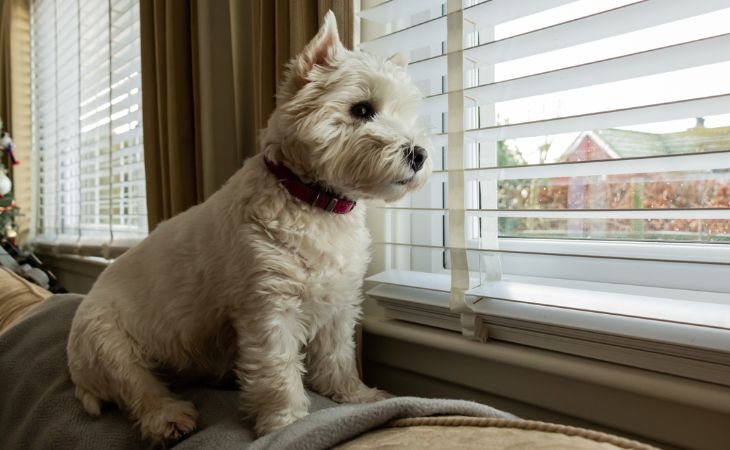 how teach dog stay home alone look out window