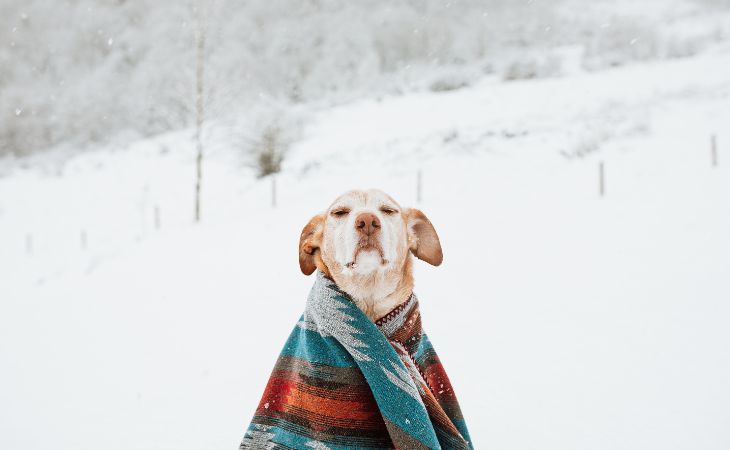 protect dog from cold