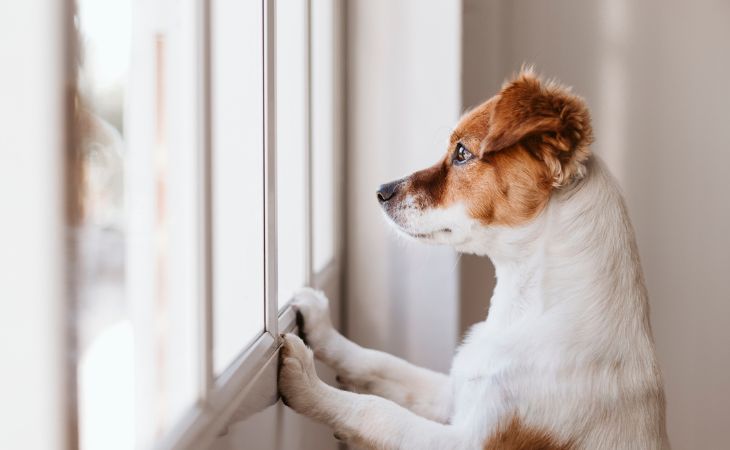 teach dog stay home alone stare out window