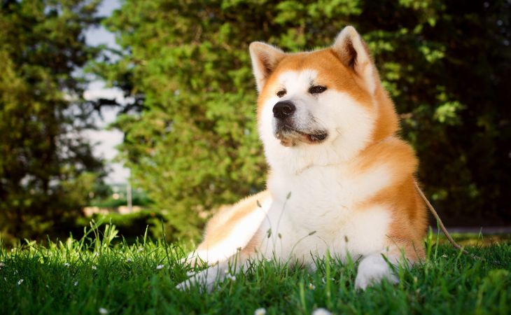 akita inu dog breed japanese