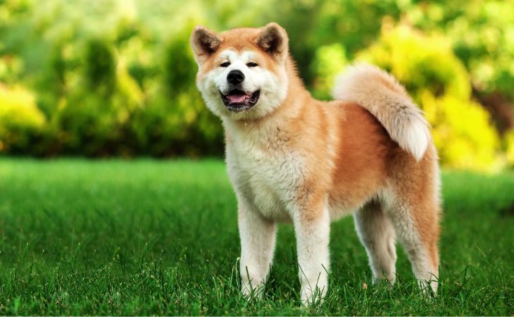 akita inu dog breed overview