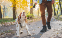 dog bark excessively on walk