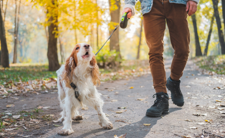 dog bark excessively on walk